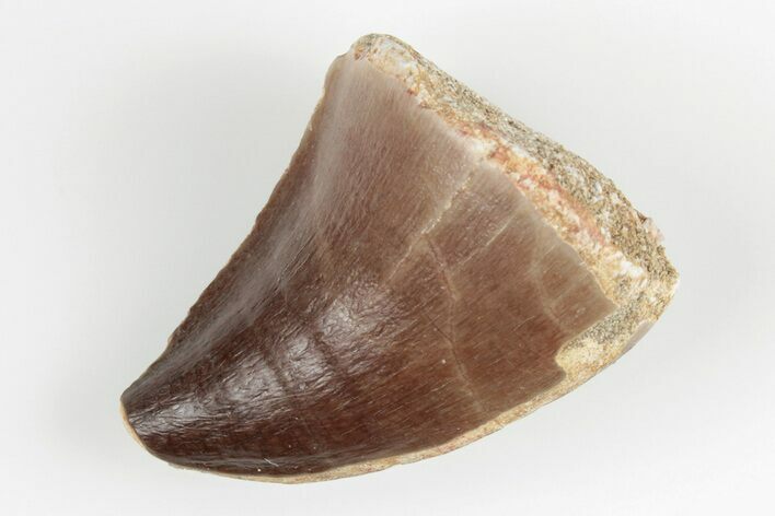 Fossil Mosasaur (Prognathodon) Tooth - Morocco #201048